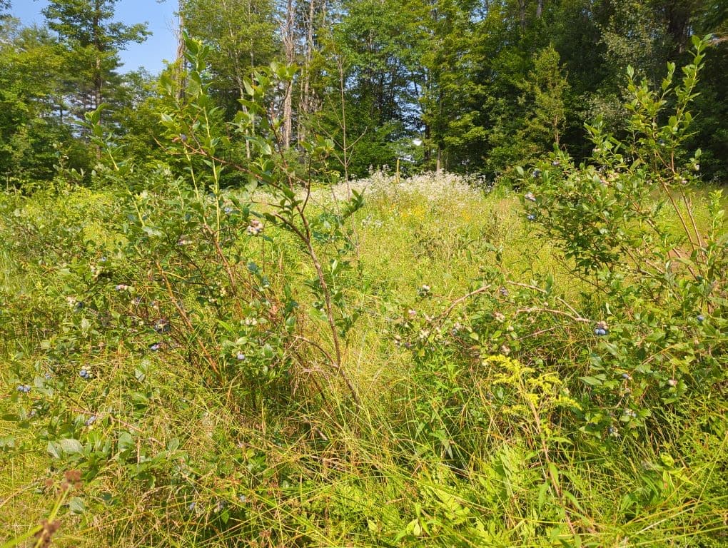 Bush