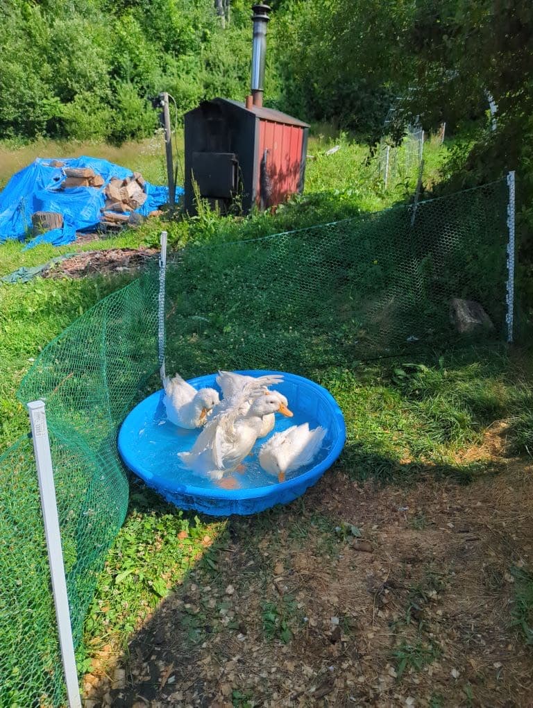 Ducks