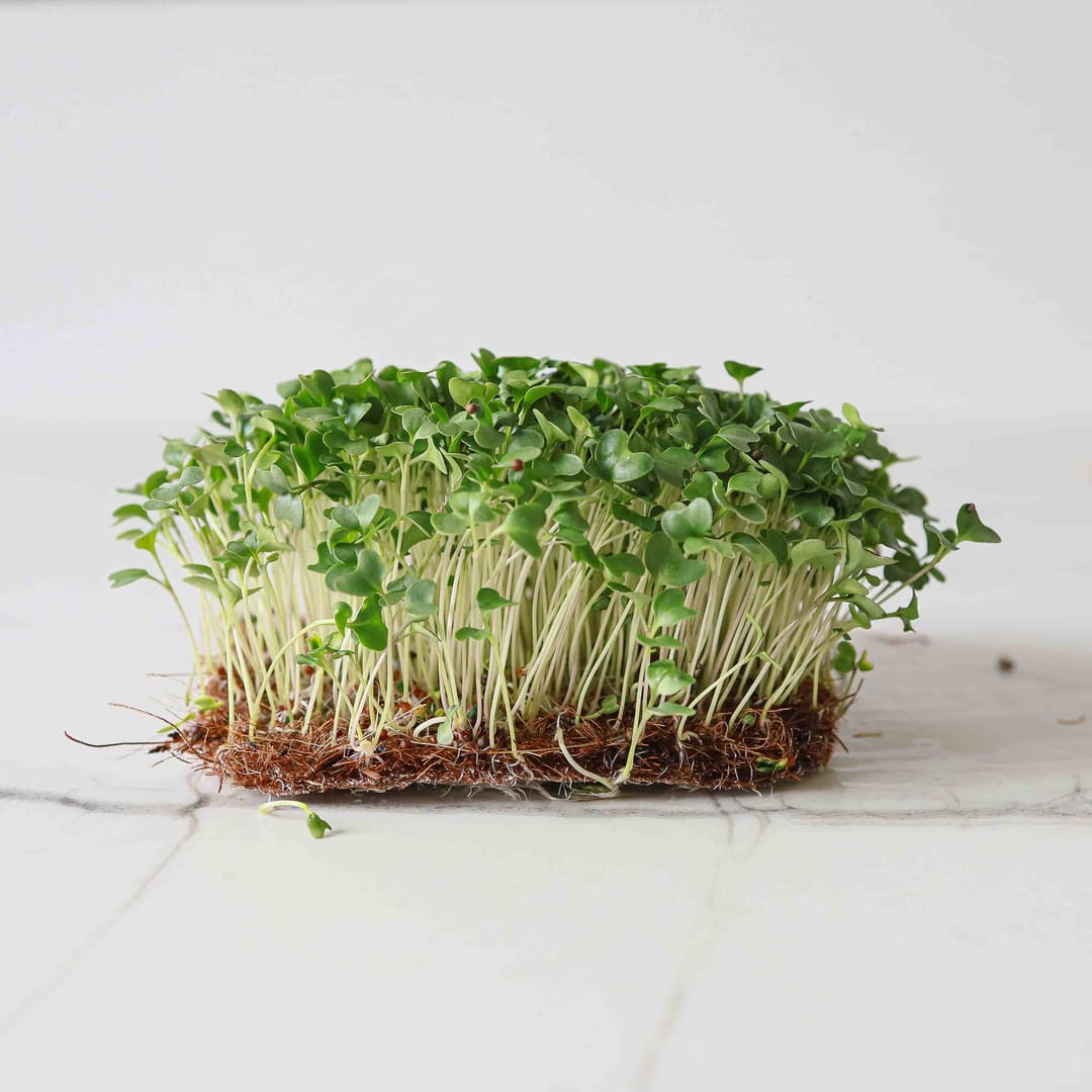 Microgreen