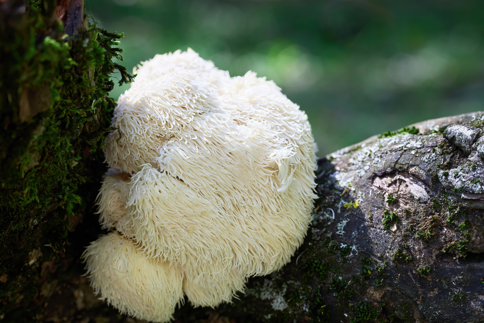 Lion's Mane - image 2